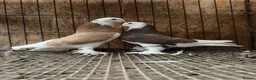 Pigeons birds for sale: FANCY WEST OF ENGLAND TUMBLERS  - Advert 11