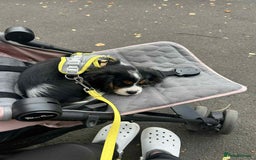 Cavalier King Charles Spaniel dogs for sale: king charles cavalier  - Image 3