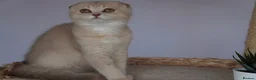 Scottish Fold cats for sale: 🌸beautiful long hair and short haired kittens🌸 - Advert 9