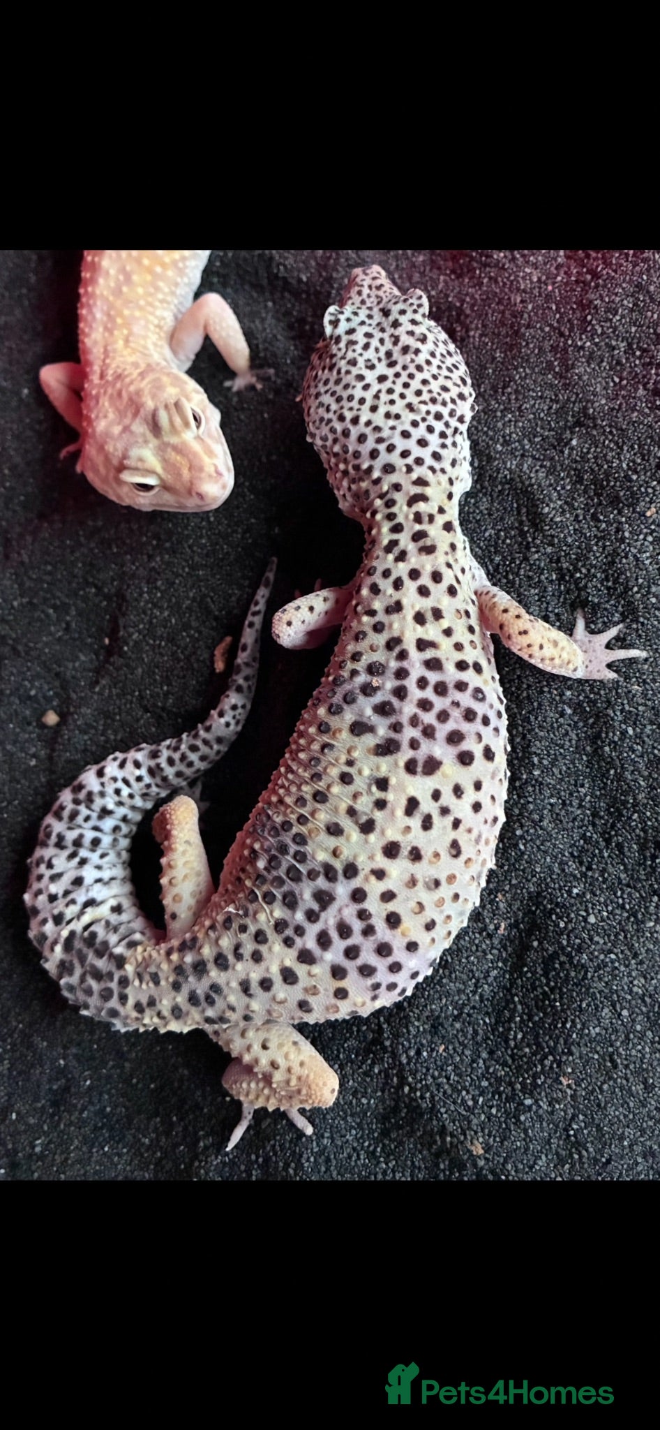 Leopard Gecko reptiles Home for unwanted reptiles - Advert 2