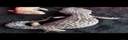 Leopard Gecko reptiles for sale: Home for unwanted reptiles in Sheerness - Advert 1