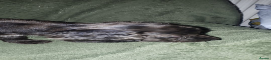 Cockapoo Puppy 7