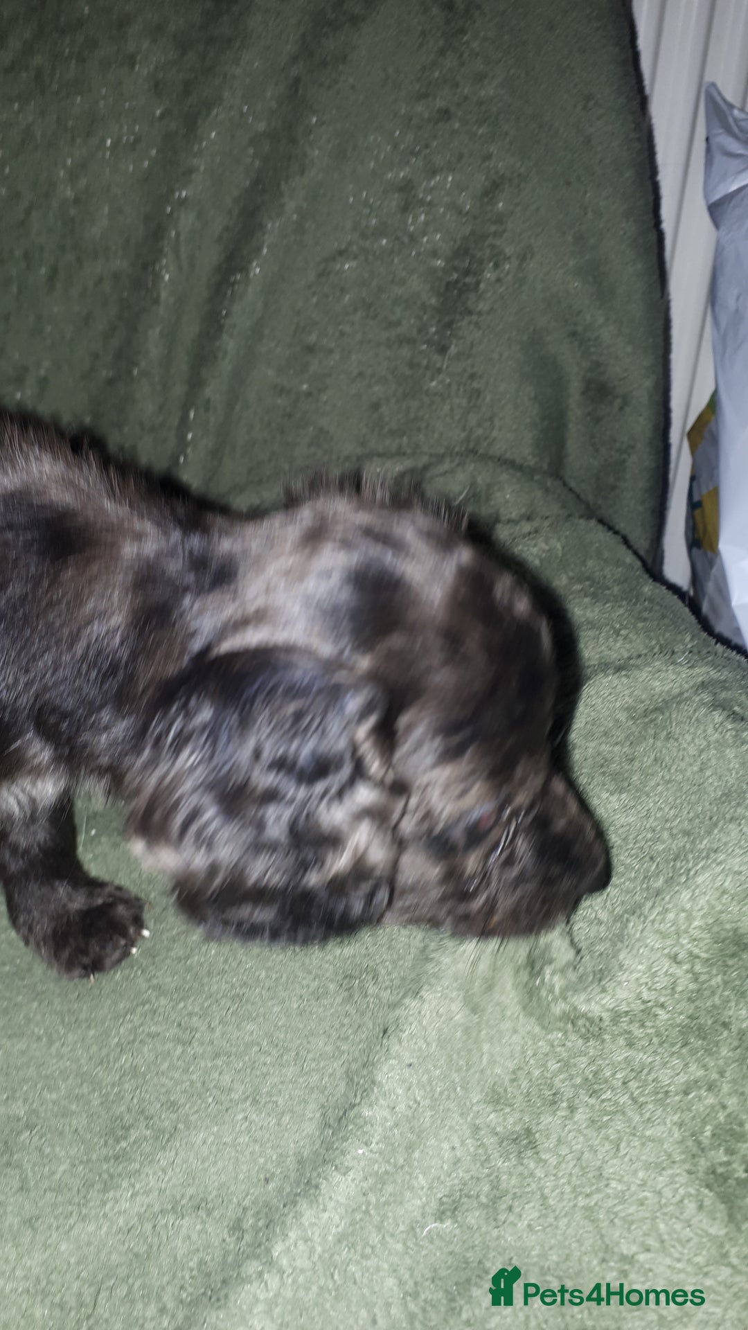 Cockapoo dogs for sale: F2b cockapoo puppies - Image 27
