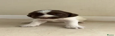 Sproodle 5
