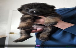 German Shepherd dogs for sale: 2 females German Shepherd Puppies  - Image 2