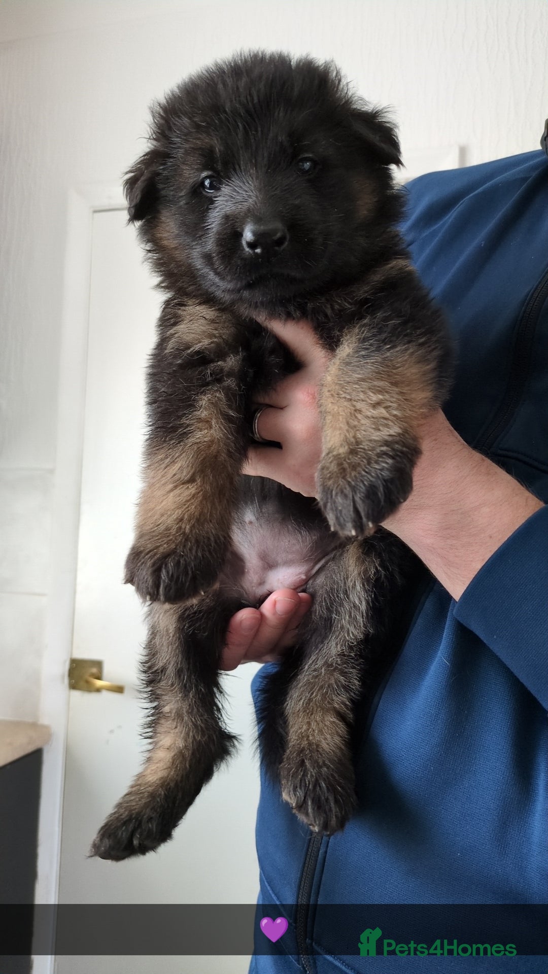 German Shepherd dogs for sale: 2 females German Shepherd Puppies  - Image 2