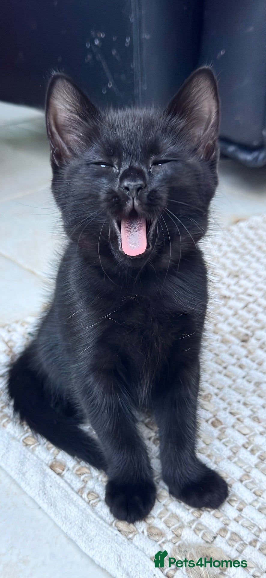 Mixed Breed cats Stunning kittens 🐈‍⬛ ONE LEFT, ready now - Advert 2