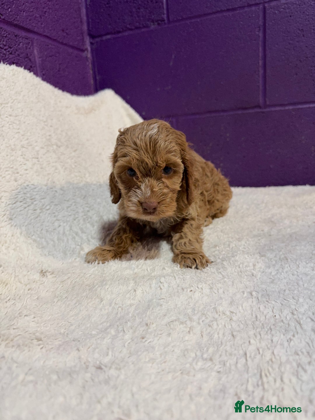 Cockapoo dogs for sale: Gorgeous F1 Cockapoo puppies! - Advert 5