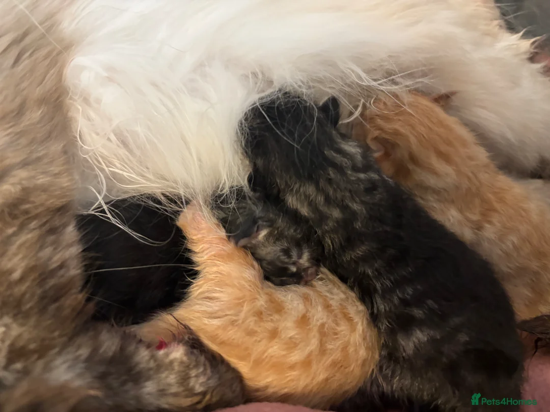 Mixed Breed cats for sale: Ragdoll x kittens  in Dereham - Advert 3