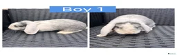 English Lop rabbits for sale: Lop rabbits ready to leave now - 5 Girls 5 Boys - Advert 6