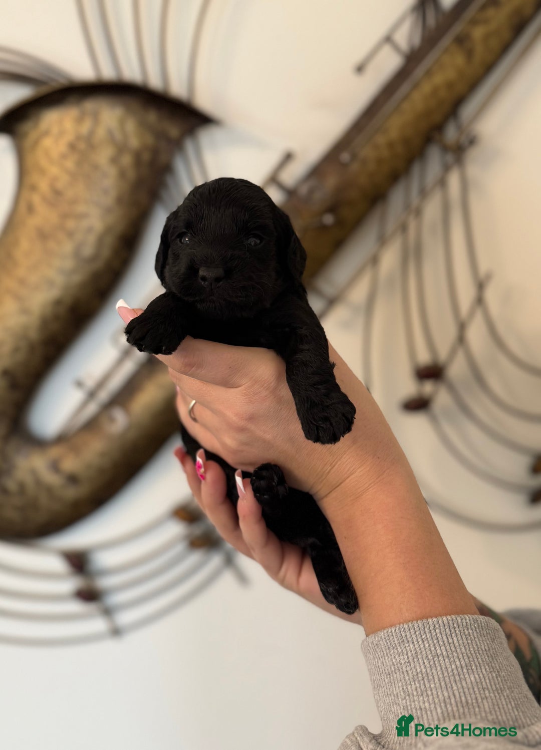 Cockapoo dogs for sale: Beautiful F2 cockapoo puppies  - Image 3