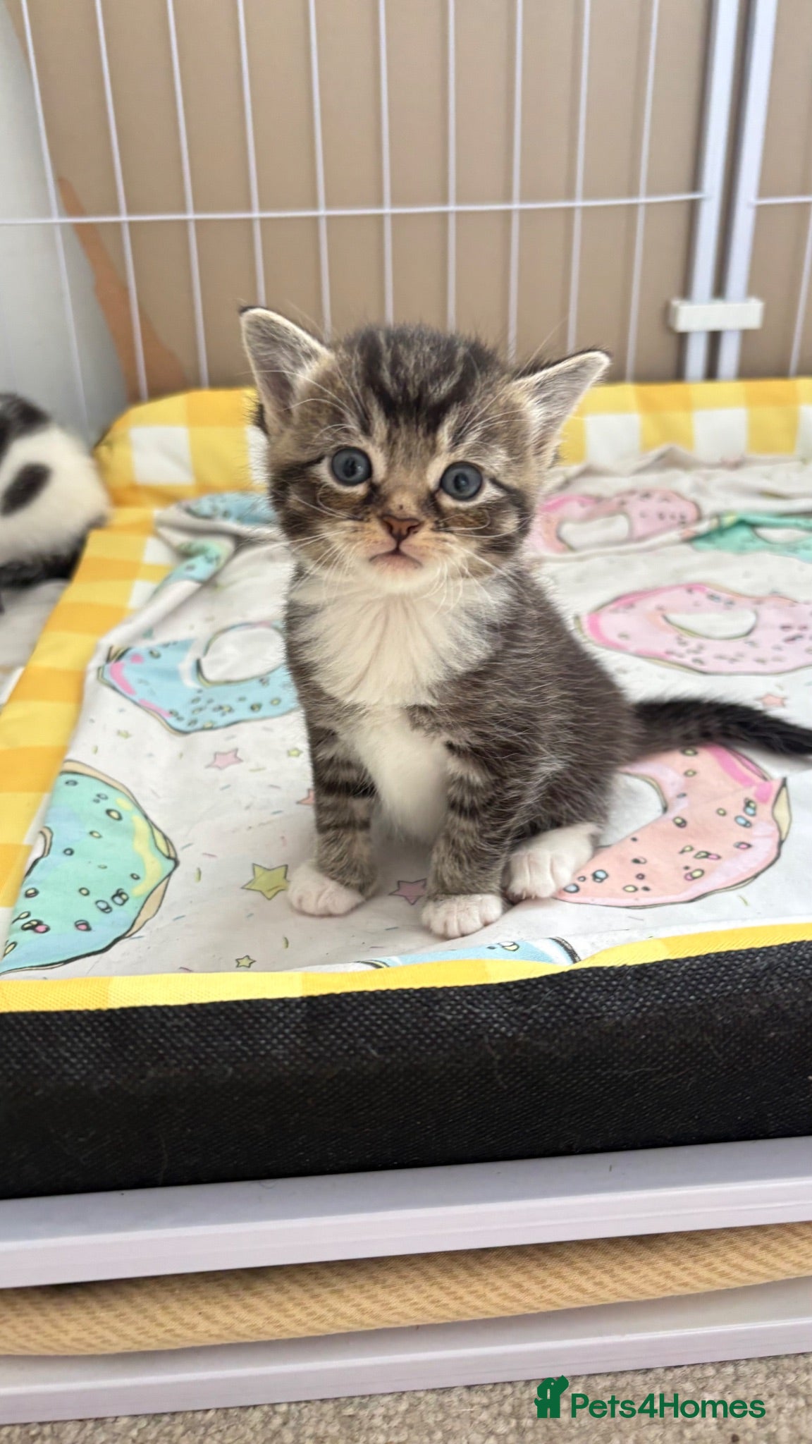 British Shorthair cats Kittens  - Advert 1