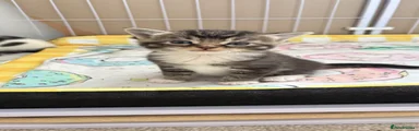 Kitten 2