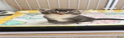 British Shorthair cats for sale: Kittens  - Advert 1