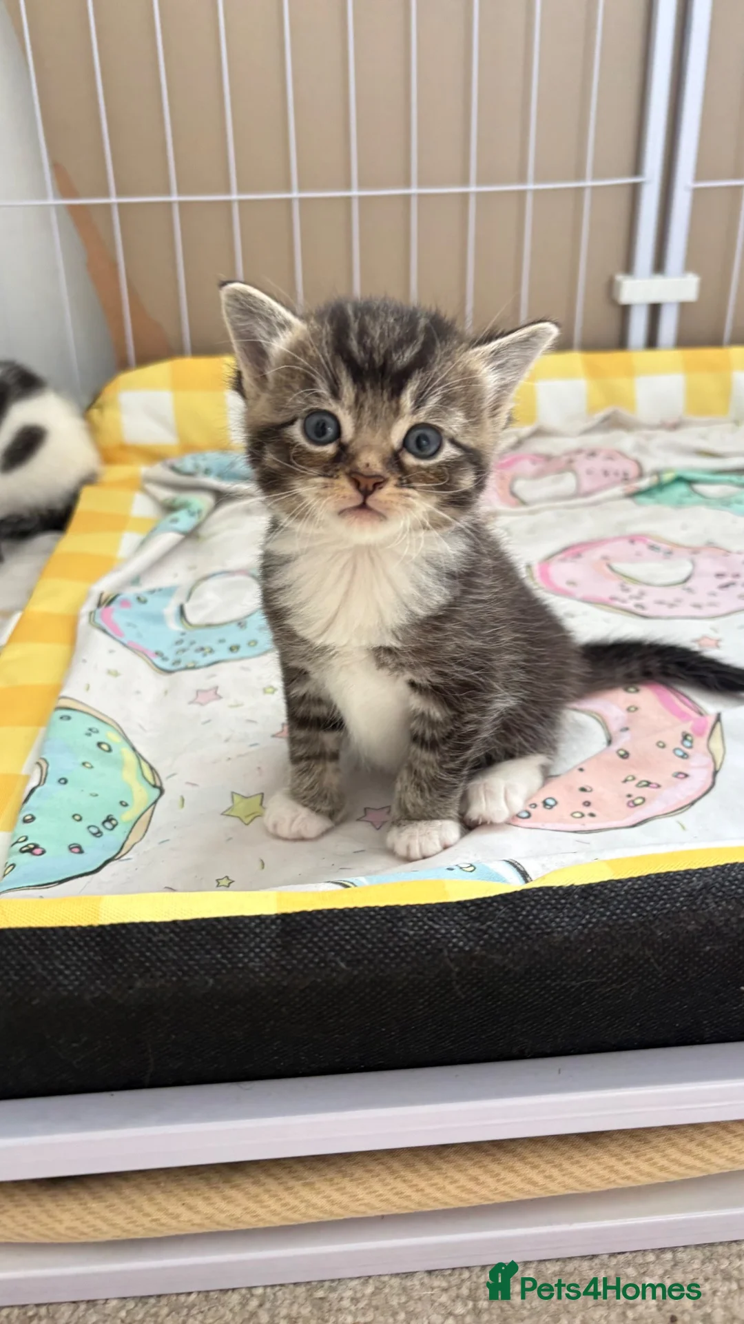 British Shorthair cats for sale: Kittens  - Advert 1