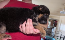 German Shepherd dogs for sale: German Shepard Puppies for Sale  - Image 21