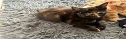 Mixed Breed cats for sale: 6 Beautiful kittens - Advert 6