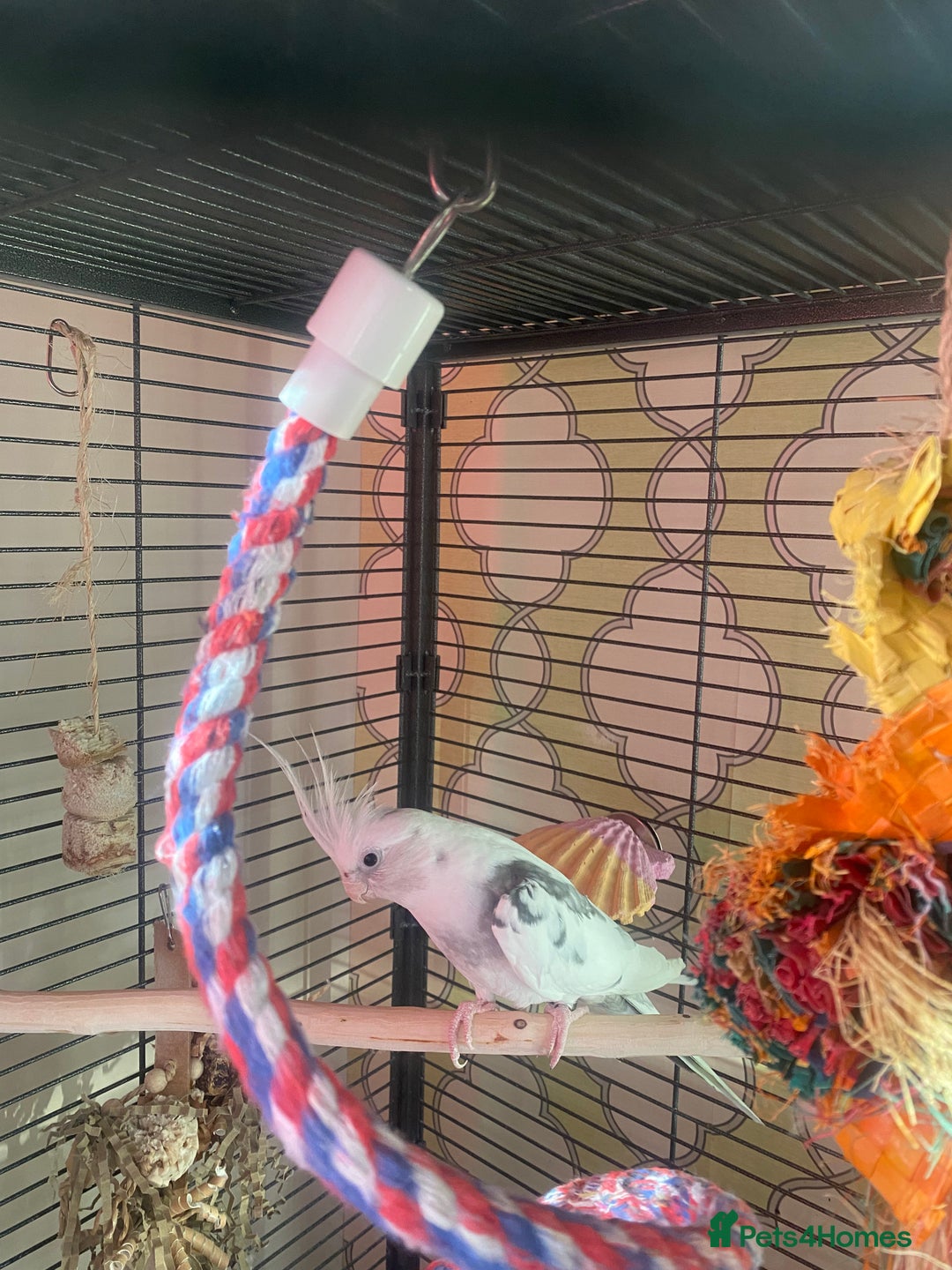 Cockatiels birds for sale: New home needed for Cockatiel  - Advert 2