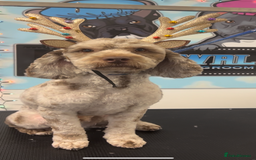Cockapoo dogs for stud: Wreck it Ralph🍫 F1B - Image 3