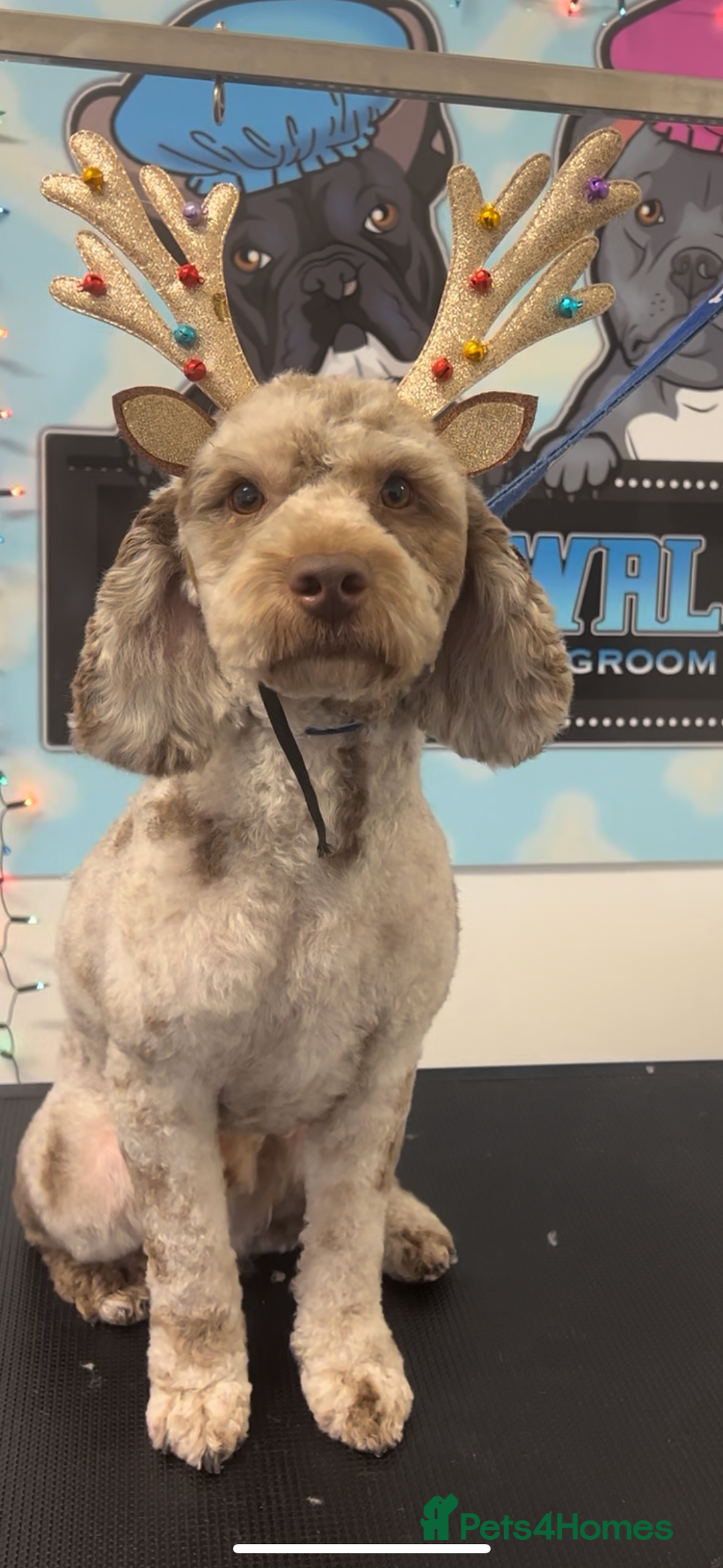 Cockapoo dogs for stud: Wreck it Ralph🍫 F1B - Image 3