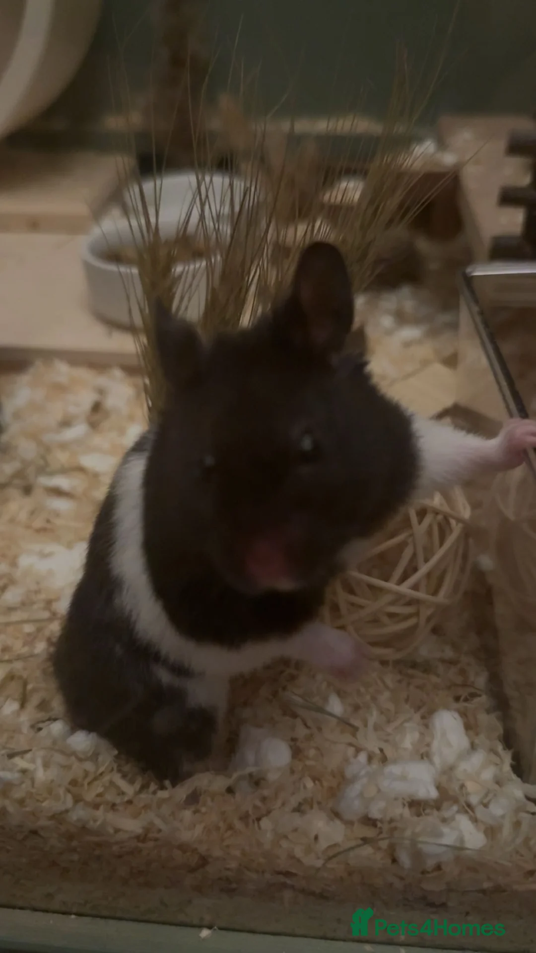 Hamster rodents for sale: Honey (Syrian Hamster) and Toto (Syrian Hamster) - Advert 2