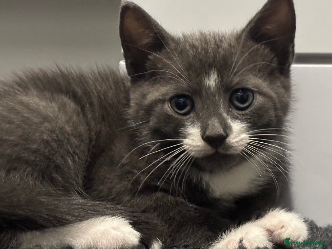 Mixed Breed cats for sale: Kittens ready this week. - Image 5