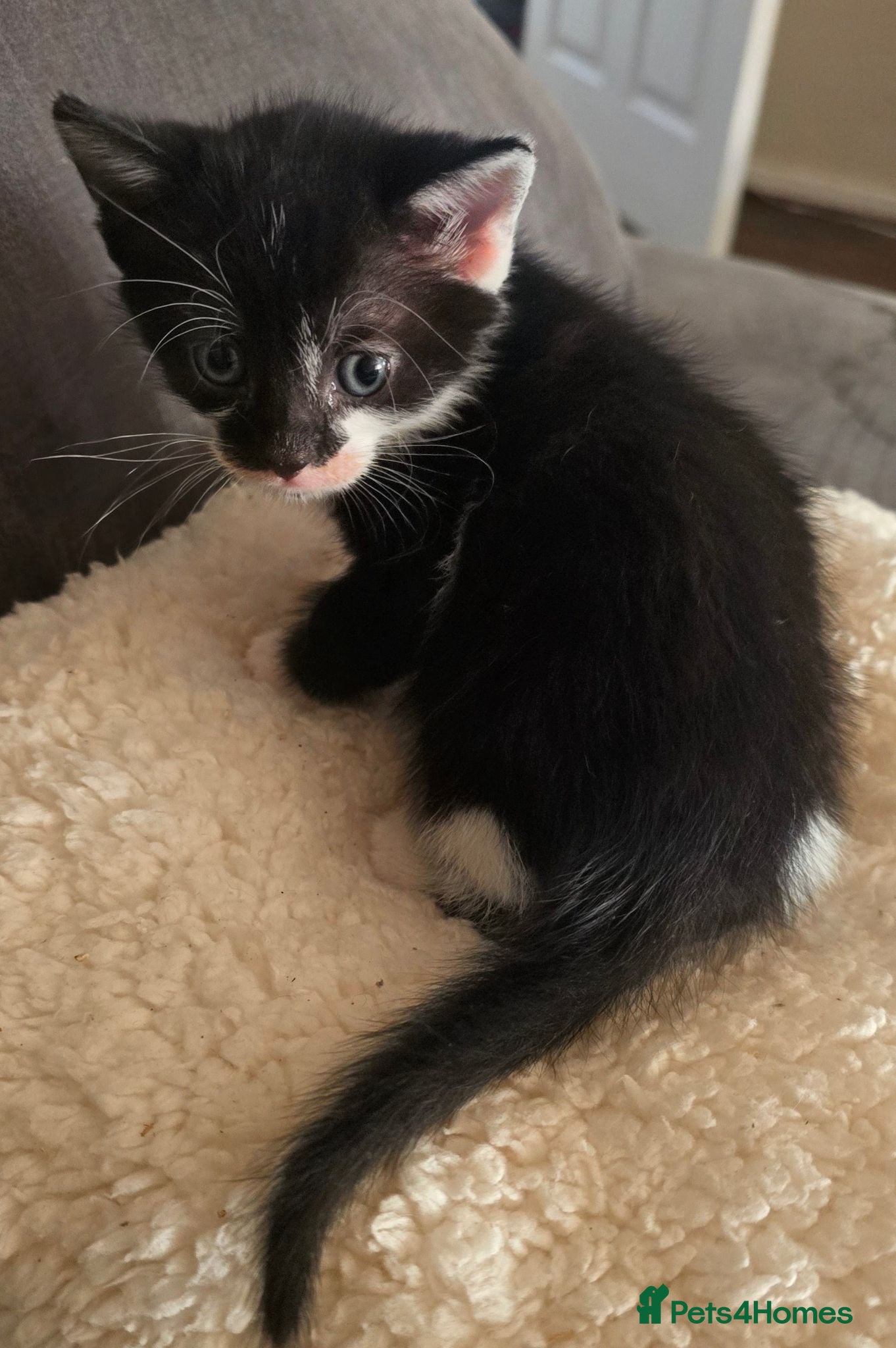 Mixed Breed cats Mixed breed kittens for sale - Advert 6