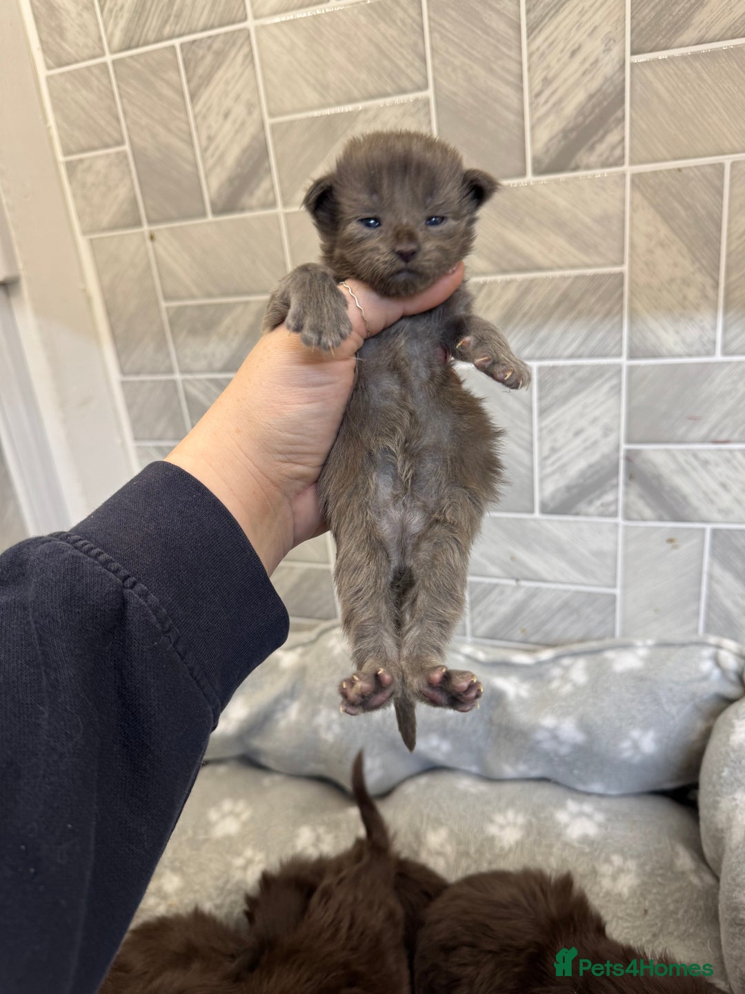 Maine Coon cats for sale: Black Smoke & Blue Smoke Maine Coon Kittens - Advert 12