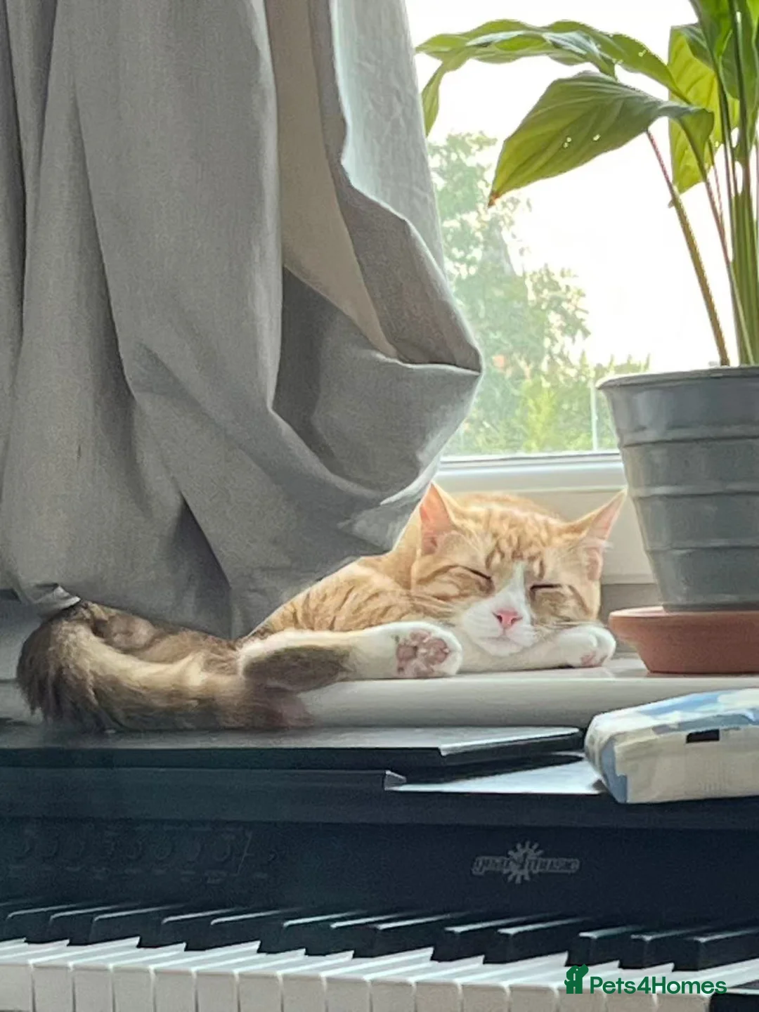 Domestic Shorthair cats for sale: 7-Month-Old Loving & Playful Male Kitten  - Advert 2