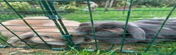 Mini Lop rabbits for sale: Betty & Pam - urgently need a new home with grass! in Warrington - Advert 6