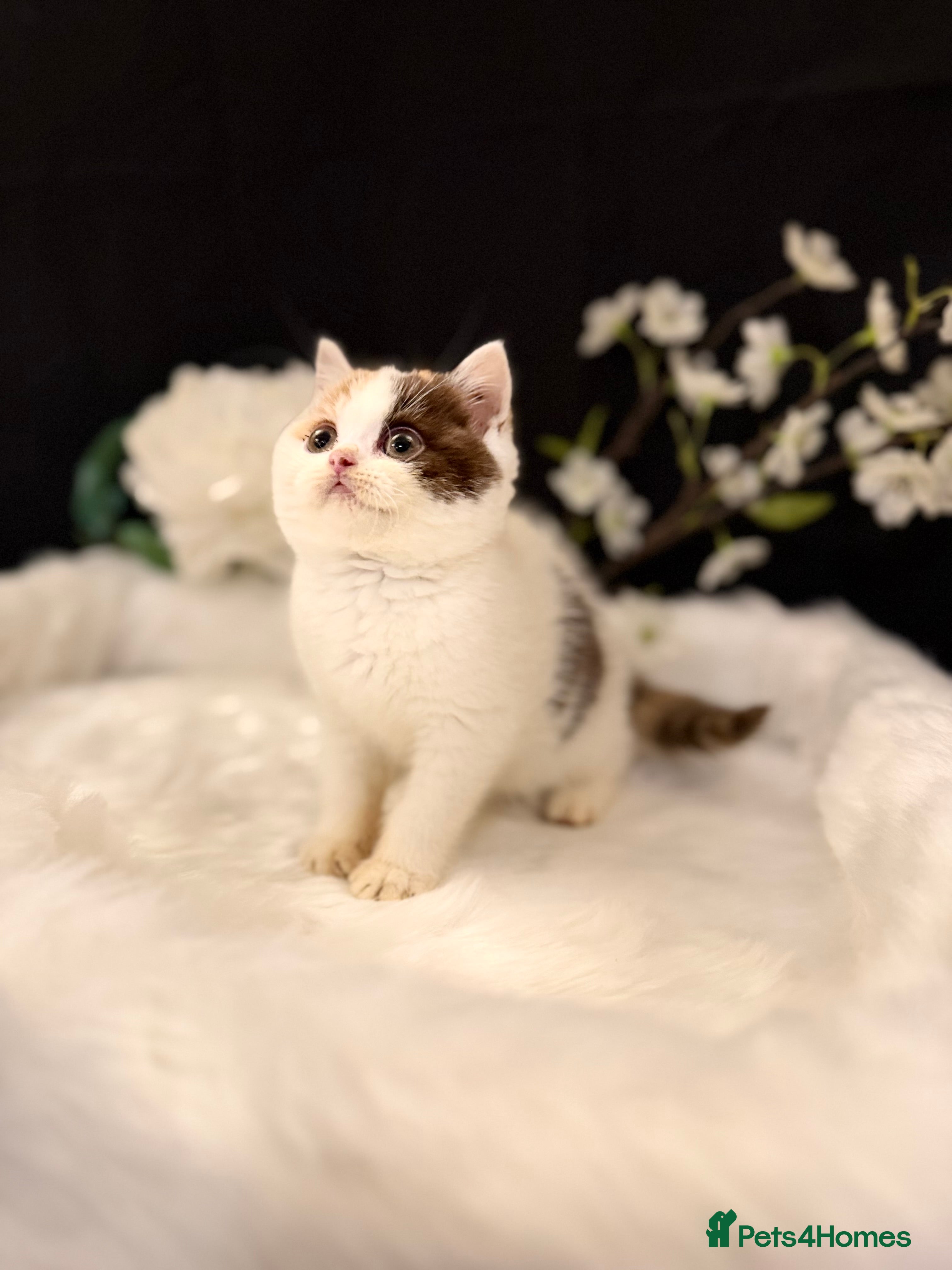 British Shorthair cats Full Pedigree Registered BSH - Advert 5