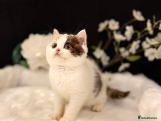 British Shorthair cats Full Pedigree Registered BSH - Advert 5