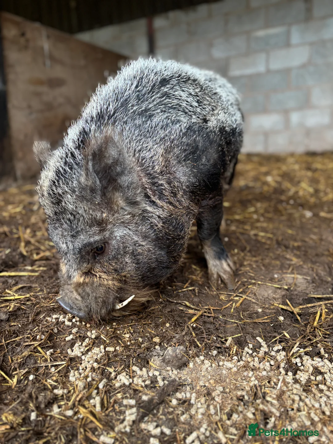 Pig livestock for sale: Pet pigs to good home  - Advert 3