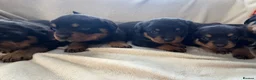 Rottweiler dogs for sale: Rottweiler puppies 4boys 2girls  - Advert 2