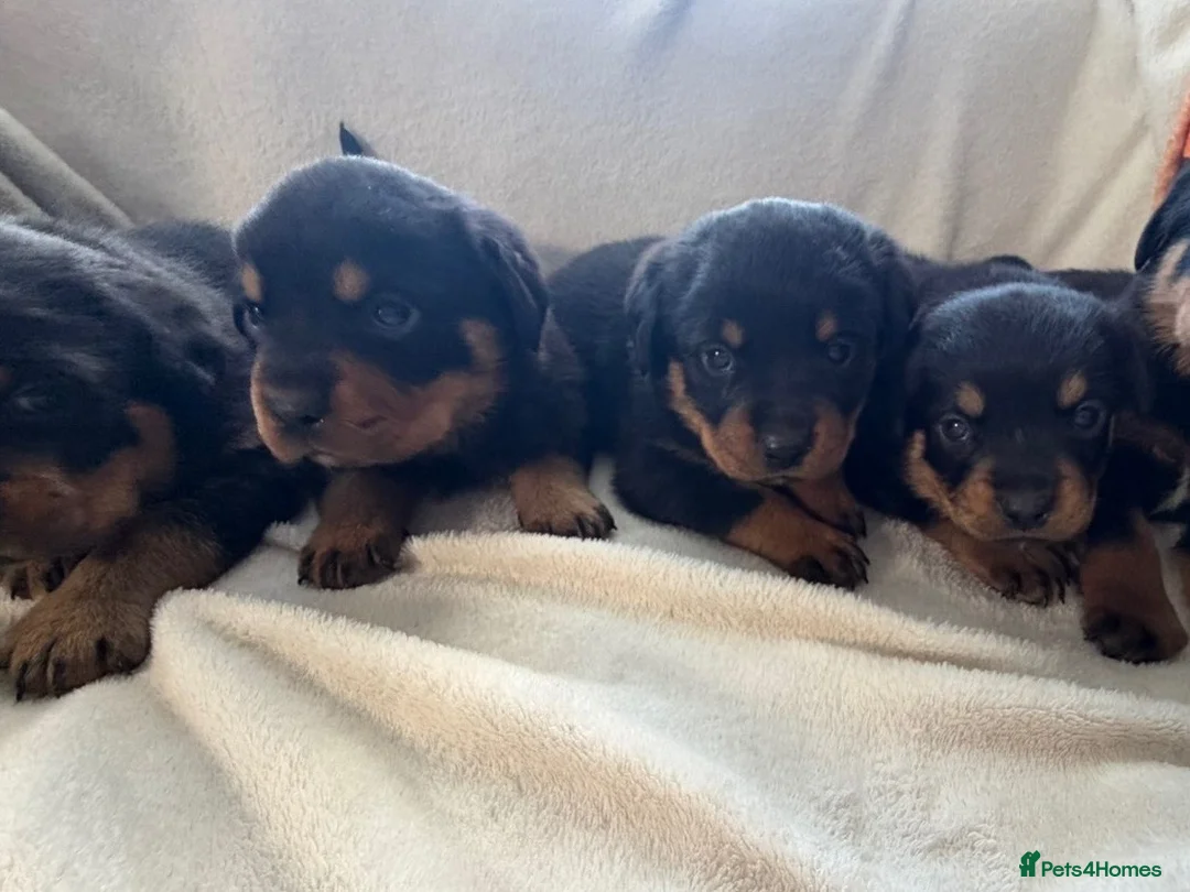 Rottweiler dogs for sale: Rottweiler puppies 4boys 2girls  - Advert 2