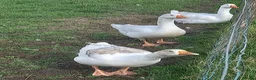Geese poultry for sale: Young Geese for Sale - Advert 14