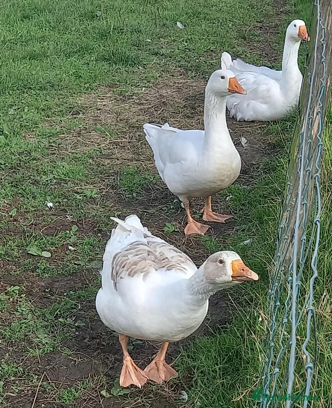 Geese poultry for sale: Young Geese for Sale - Advert 14