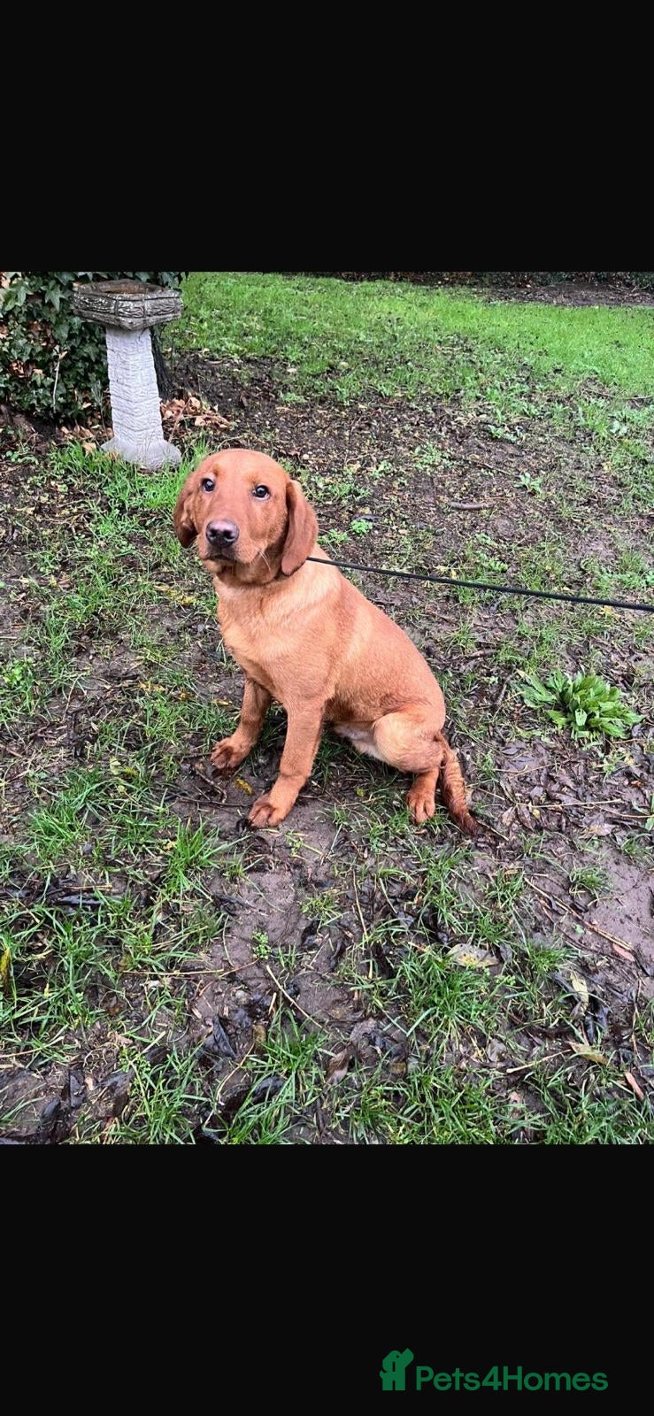 Labrador Retriever dogs Fox Red Working Labrador puppies for sale - Advert 16