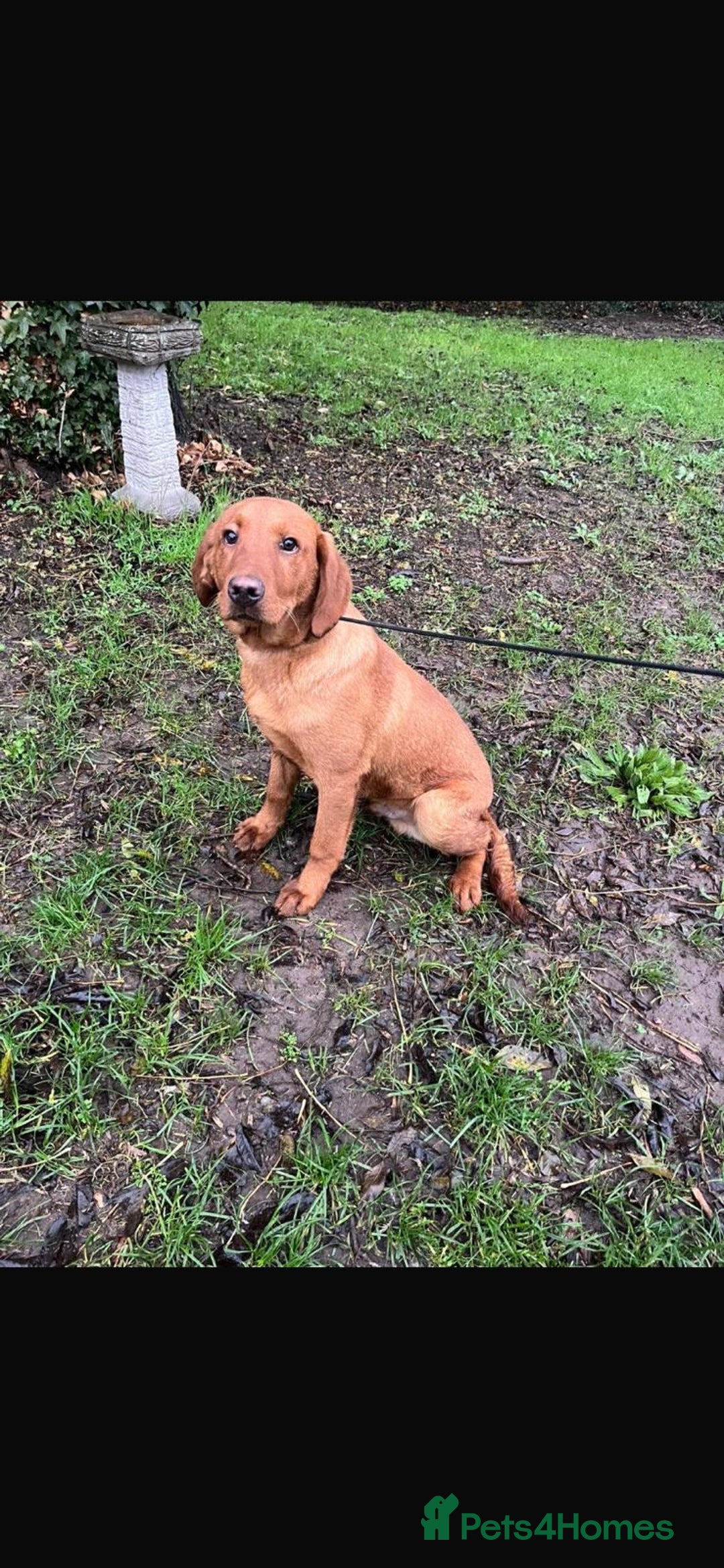 Labrador Retriever dogs for sale: Fox Red Working Labrador puppies for sale - Advert 5