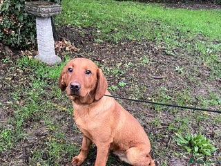 Labrador Retriever dogs Fox Red Working Labrador puppies for sale - Advert 16
