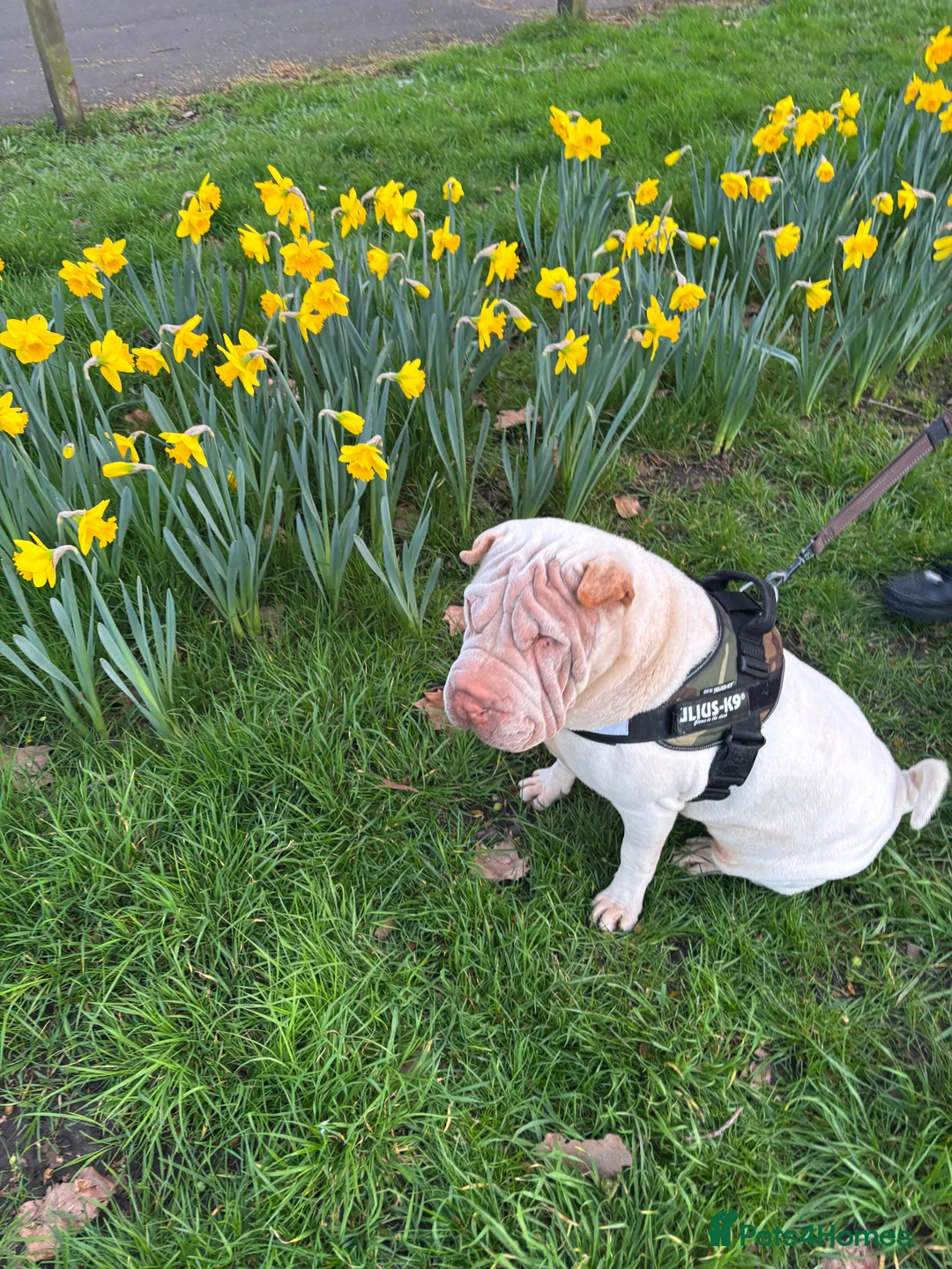 Shar Pei dogs for sale: Shar pei sisters need a new home - Advert 2
