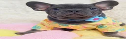 French Bulldog dogs for sale: Beautiful french bulldog  in Derby - Advert 5