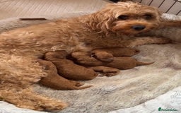 Cavapoo dogs for sale: Cavapoo puppies - Image 6