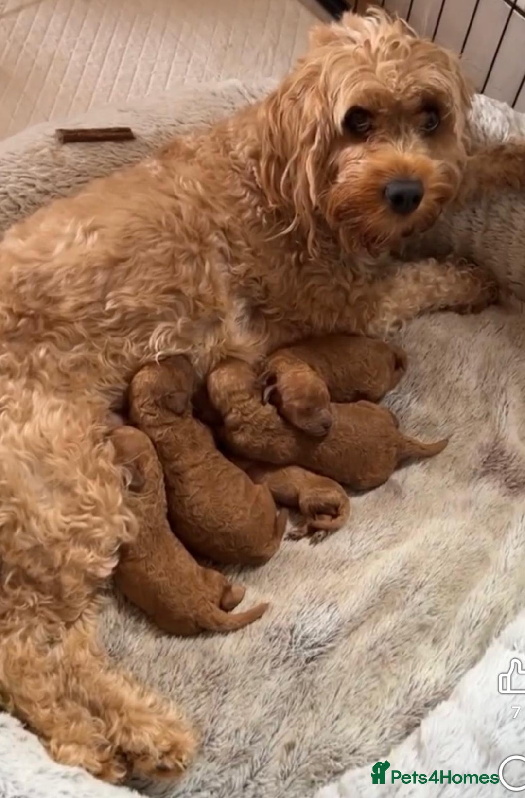Cavapoo dogs for sale: Cavapoo puppies - Image 6