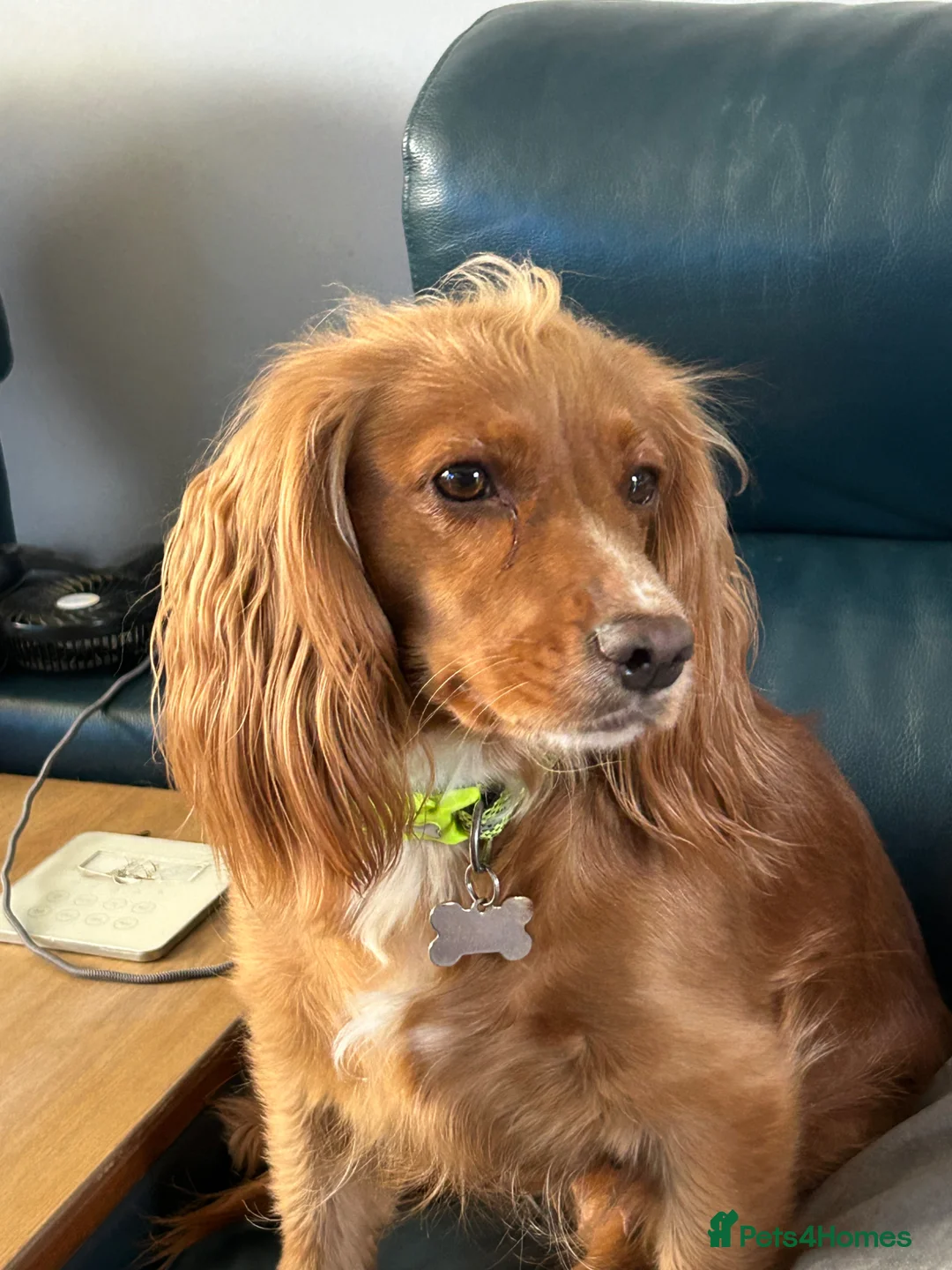 Cockapoo dogs for sale: F1 Toy Cockerpoo’s fox red with white markings - Advert 7