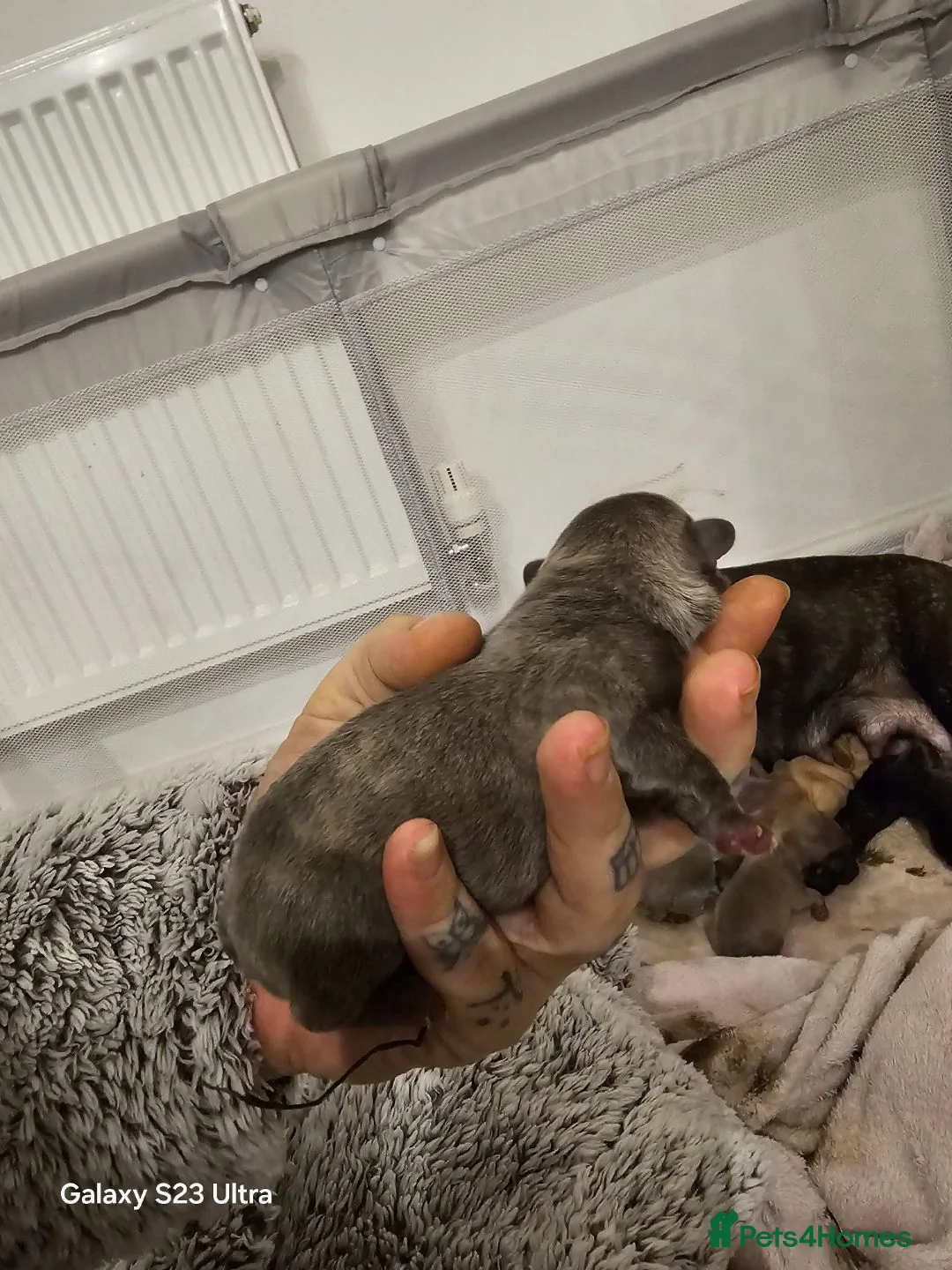 French Bulldog dogs for sale: French bulldog puppys for sale  - Advert 19