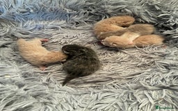 British Shorthair cats for sale: 5 TICA BRITISH SHORTHAIRED KITTENS - Image 14