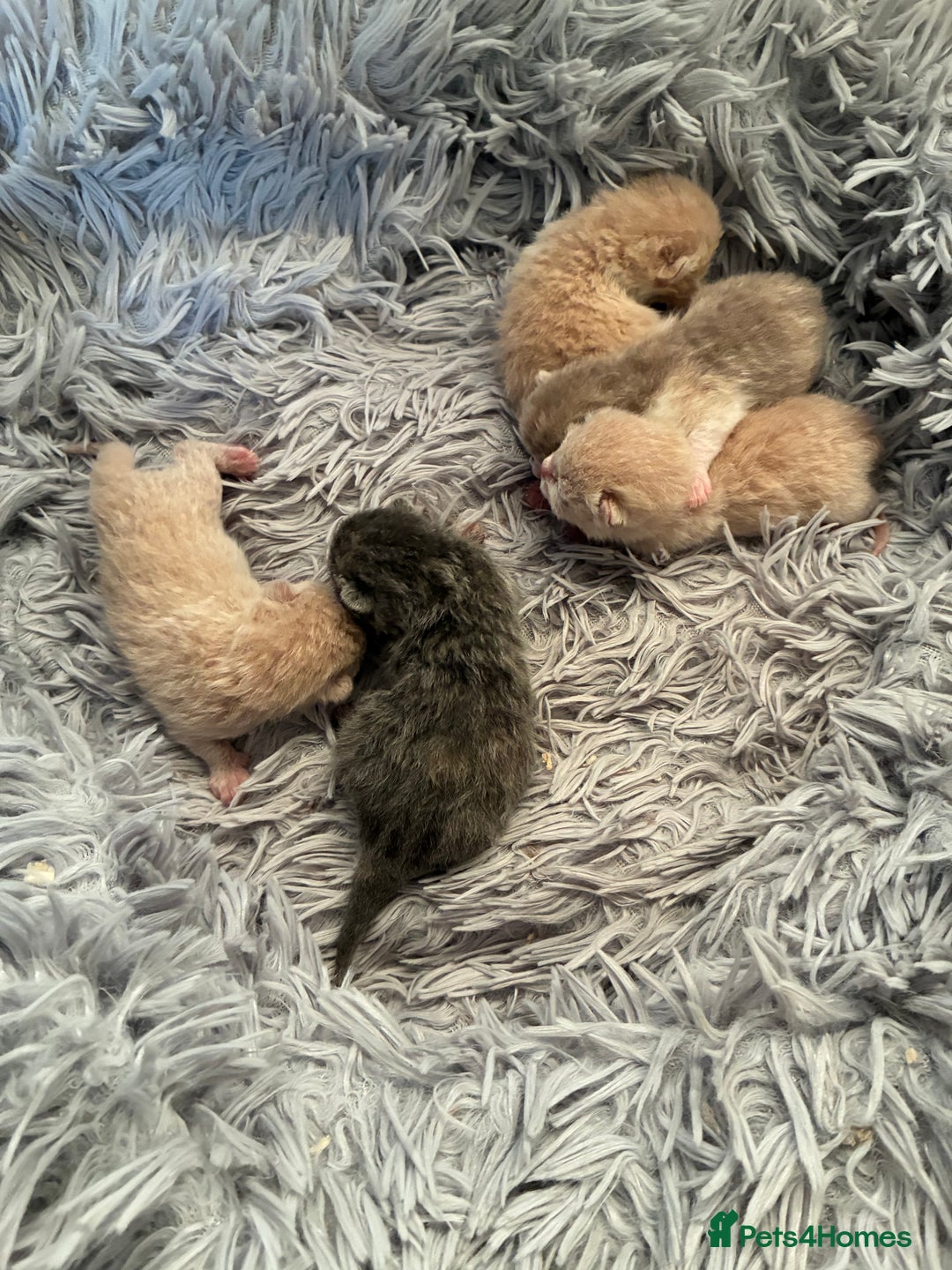 British Shorthair cats for sale: 5 TICA BRITISH SHORTHAIRED KITTENS - Image 14