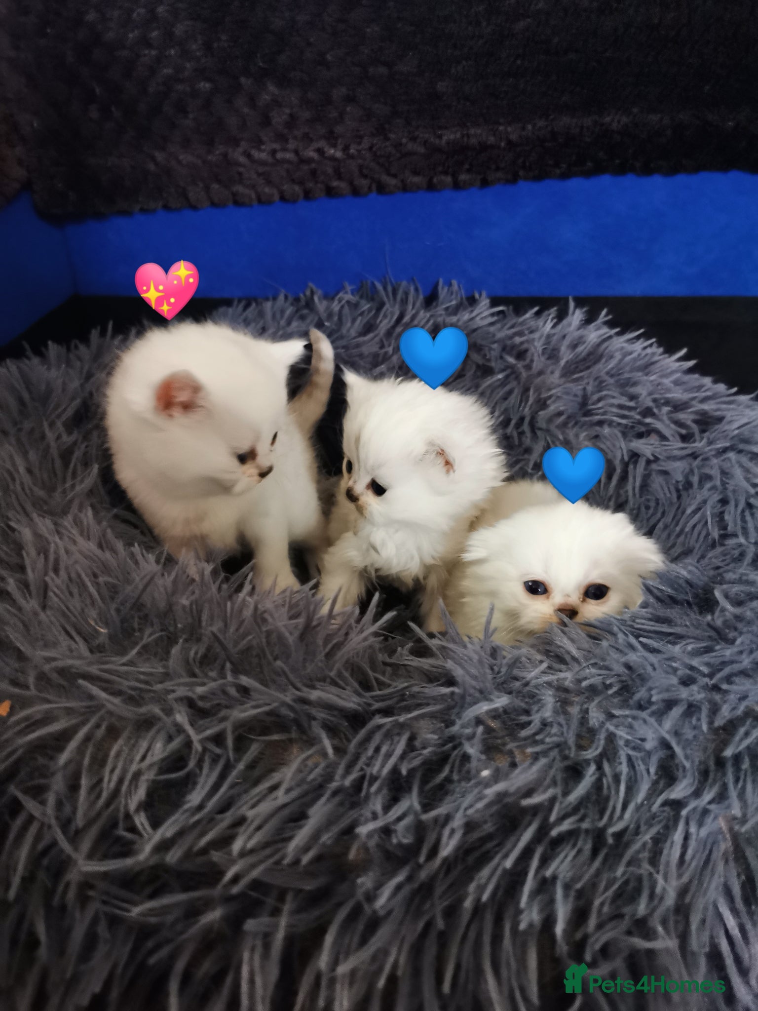 Scottish Fold cats Scottish Fold/Straight Kittens - Advert 6