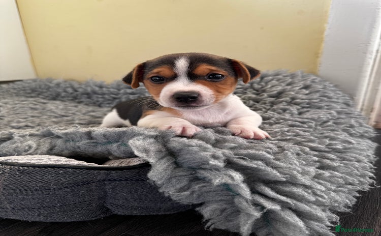 Jack Russell dogs - Advert 3